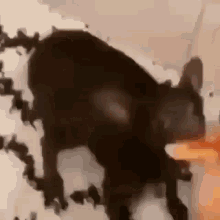 Devil Cat GIF - Devil Cat Pizza GIFs