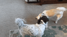 Lily And Jack Dog Wrestling GIF - Lily And Jack Dog Wrestling Playing GIFs