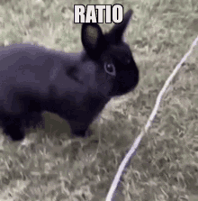 bunny rabbit ratio angry upset