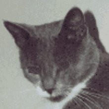 Szemet Forgatómacska Macska GIF - Szemet Forgatómacska Macska Cat GIFs