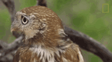 Huh Owls Have Superior Senses GIF