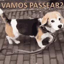 beagle lets go out for a walk
