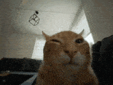 Cat Insane GIF