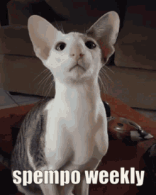 Spoempo Spempo Weekly GIF
