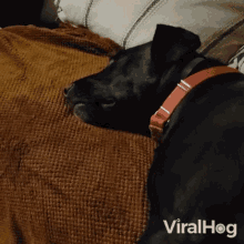 Sleeping Viralhog GIF - Sleeping Viralhog Snoring GIFs