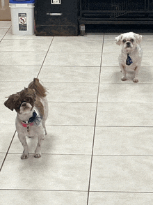 two small dogs standing next to each other on a tile floor
