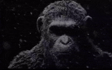 a close up of a monkey 's face in the dark .