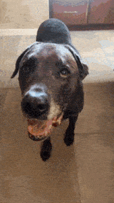 a dog is standing on a tiled floor and looking at the camera with its mouth open