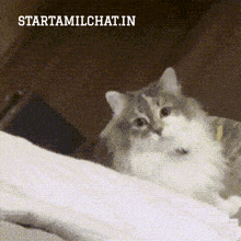 a cat is laying on a bed with the words startamilchat.in above it