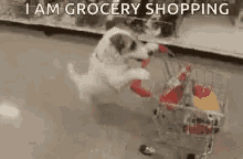 Funny Animals I Want To Try That GIF - Funny Animals I Want To Try That Grocery GIFs