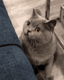 Cat Dilated Pupils GIF - Cat Dilated Pupils Eyes GIFs