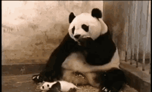 sneeze panda baby panda mother baby