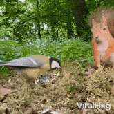 Stealing The Food Squirrel GIF - Stealing The Food Squirrel Bird GIFs