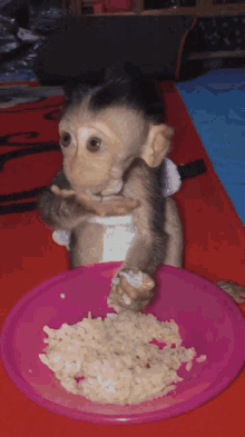 Monkey Eating GIF - Monkey Eating Rice GIFs