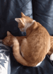 Cat Lie Down GIF - Cat Lie Down Cuddle GIFs