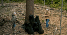 bear black bear climbing climb tree