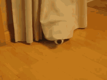 dog curtain stuck hiding