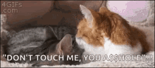 a cat is laying on the floor with the words " don t touch me you asshole "