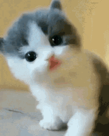 Cute Cat Cat GIF - Cute Cat Cat GIFs