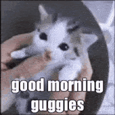 Kitty Good Morning GIF - Kitty Good Morning Guggy GIFs