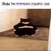 a black and white cat is standing on its hind legs with a caption in hebrew