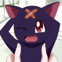 Luna Cat GIF - Luna Cat Bandage GIFs