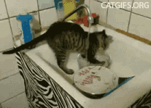 Cats Clean GIF - Cats Clean Chores GIFs