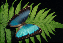 Blue Butterfly GIF - Blue Butterfly GIFs