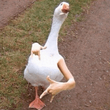 Cool Geese GIF - Cool Geese Goose GIFs