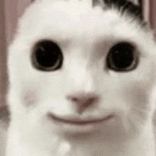 a close up of a white cat 's face with a smile on its face .