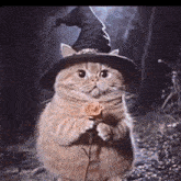 a cat in a witch hat is holding a rose
