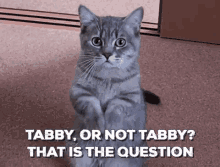 Tabby, Or Not Tabby? That Is The Question GIF - That Is The Question Tabby Tabby Cat GIFs