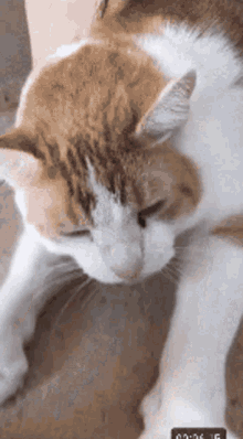 a close up of a cat laying on the floor with a clock in the background