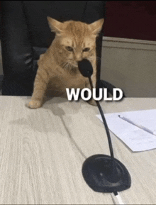 Would Kitty GIF