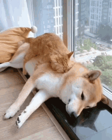 Dog Cat GIF - Dog Cat Doge GIFs