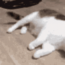 Cat Flop GIF