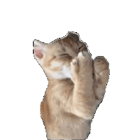 a close up of a cat cleaning its face with its paws .