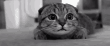 Cat Wide Eyed GIF - Cat Wide Eyed Watching GIFs