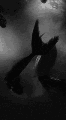 Siren Mermaid GIF - Siren Mermaid GIFs