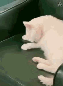 Cat Licking Cat GIF - Cat Licking Cat Funny GIFs