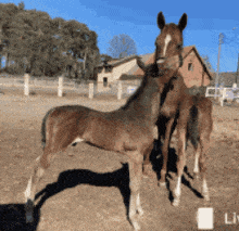 two horses are standing next to each other in a dirt field