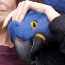 GIF