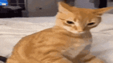 Orange Cat Behavior GIF