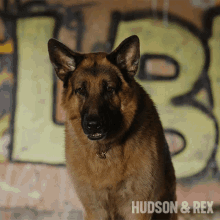 Confused Rex GIF - Confused Rex Diesel Vom Burgimwald GIFs