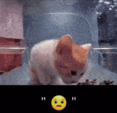 Scared Cat Cat Eating GIF - Scared Cat Cat Eating Kitten GIFs