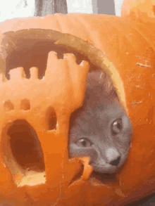 Welcome To My Castle GIF - Halloween Cats Pumpkin GIFs