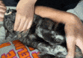 a person is petting a cat on a bed with a shirt that says ' dinner ' on it .