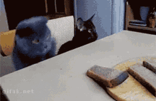 Try Again Mah Bread Boi GIF - Try Again Mah Bread Boi Cat GIFs