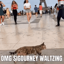 Omg Sigourney Waltzing Cat GIF