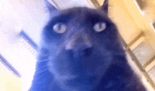Staring Meme Staring Cat GIF - Staring Meme Staring Cat Meme GIFs
